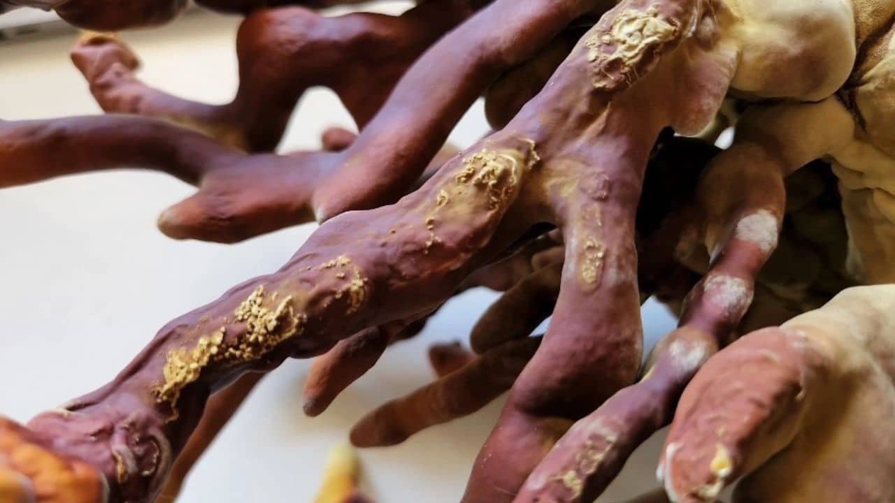 reishi mushrooms