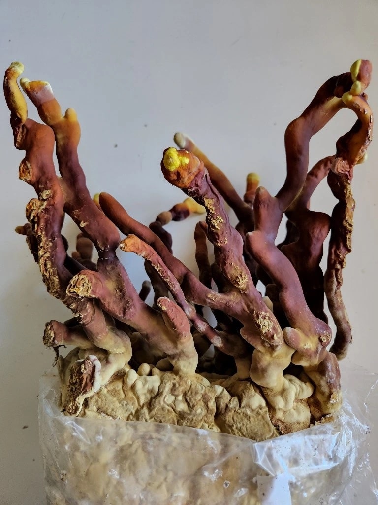 reishi mushrooms