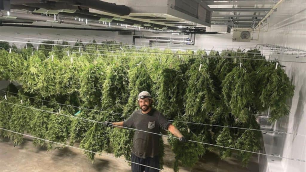 commercial drying and curing room