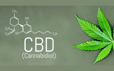 Ways to Integrate CBD Products into Your Daily Routine