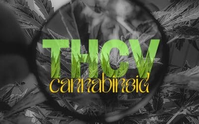 The THCv Cannabinoid: 2024’s Next Big Trend in Cannabis Innovation