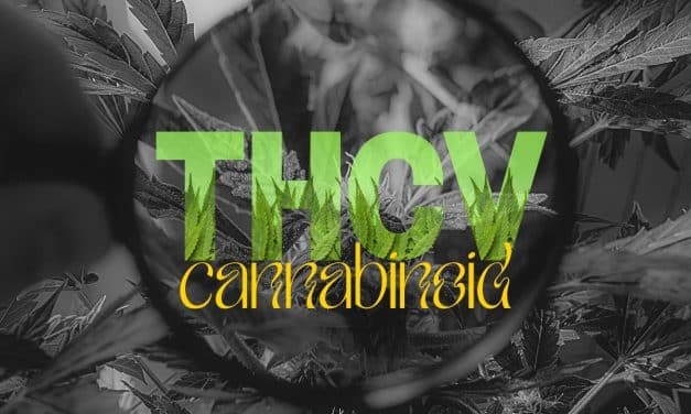 The THCv Cannabinoid: 2024’s Next Big Trend in Cannabis Innovation