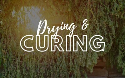 Drying and Curing: A Critical Step for Superior Cannabis