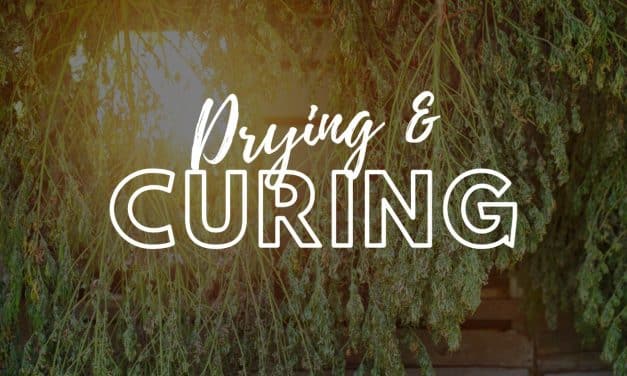 Drying and Curing: A Critical Step for Superior Cannabis