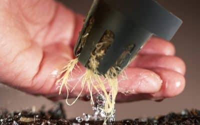 Hydroponic Substrates 101: Choosing the Right Grow Medium