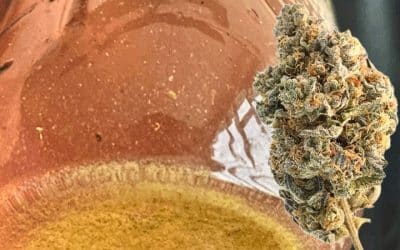 Best Strains for Bubble Hash: 5 Plant Indicators to Look For