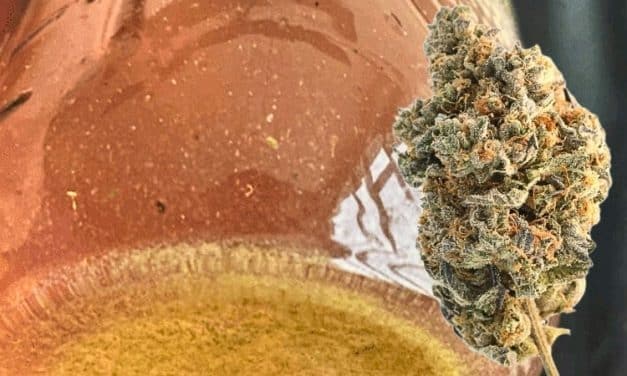 Best Strains for Bubble Hash: 5 Plant Indicators to Look For