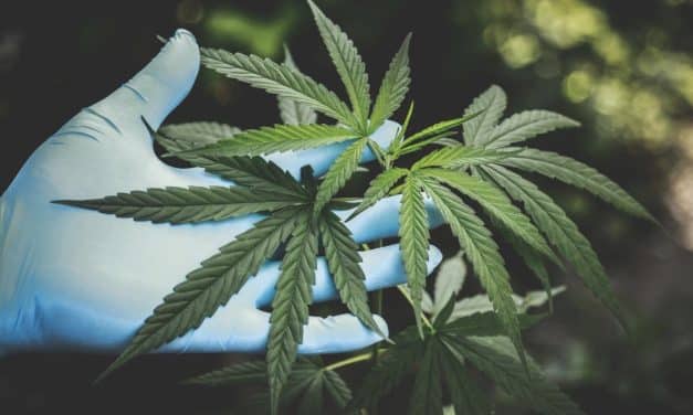 Maximizing Cannabis Yield: 7 Strategies to Enhance Growth