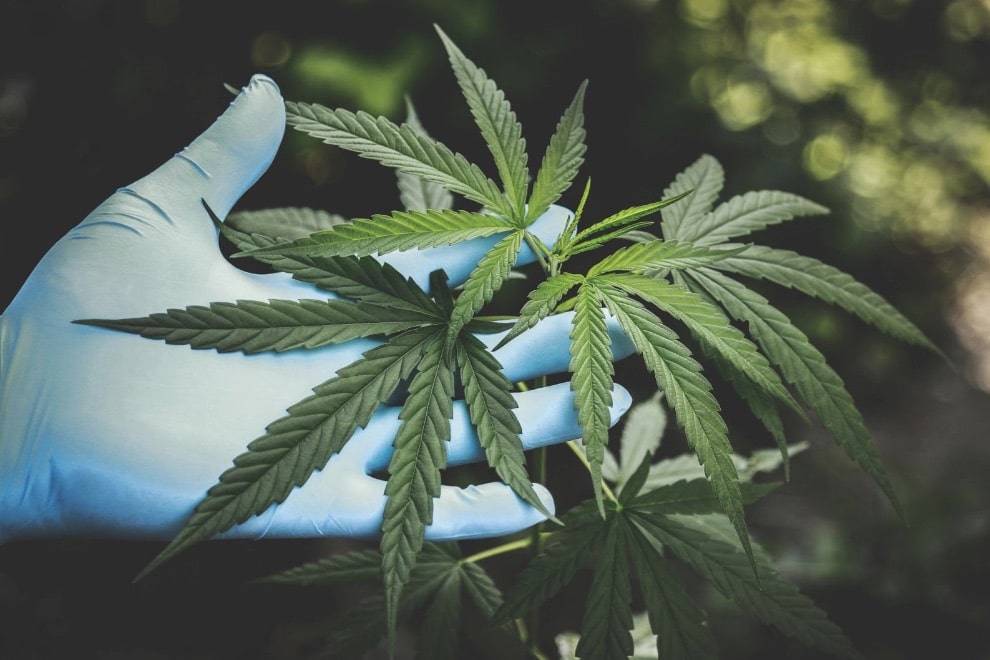 cannabis yield