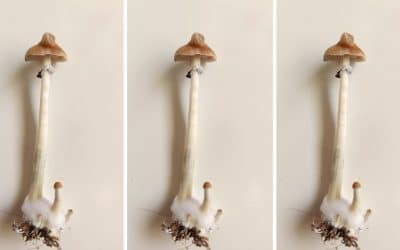Psilocybin Mushrooms: The Exciting Healing Potential of Fungus