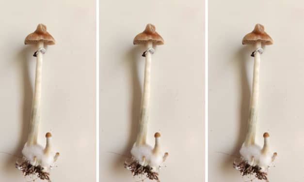 Psilocybin Mushrooms: The Exciting Healing Potential of Fungus