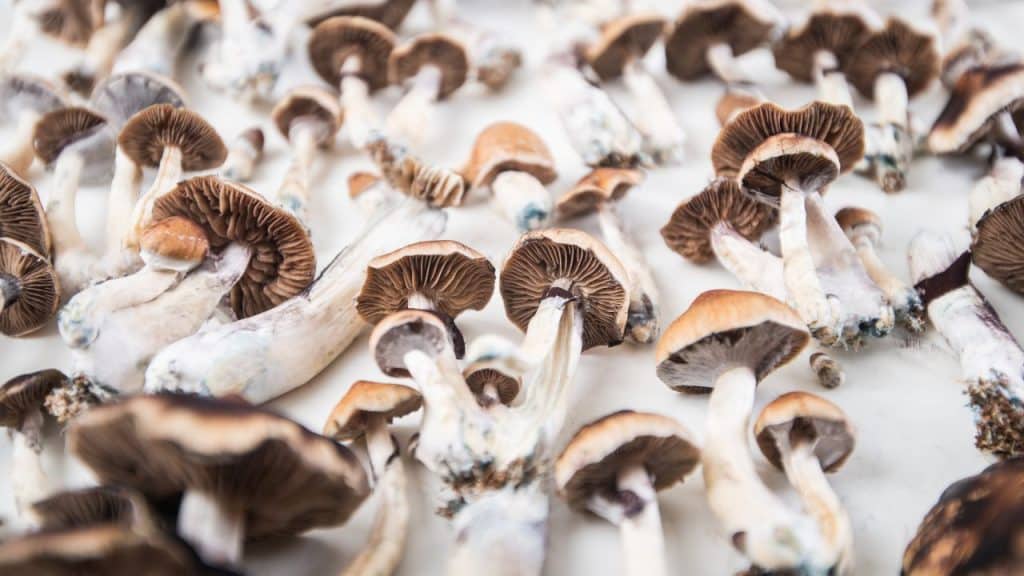 psilocybin mushrooms