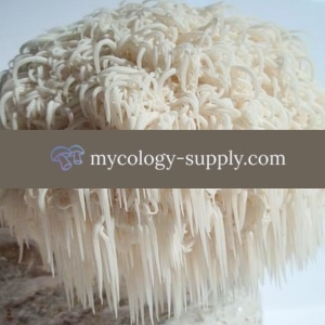 Lion's Mane