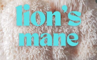 How To Eat and Process Lion’s Mane For Its Amazing Health Benefits