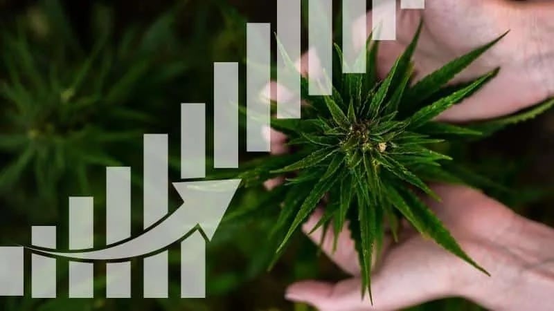 Cannabis Cultivation