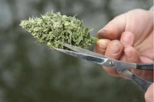 Dry Trimming