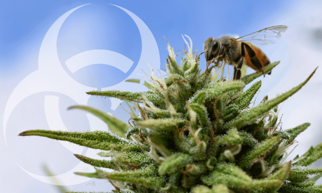 Are Pesticides for Cannabis Even Necessary? Eliminate Your Risk for Recall 
