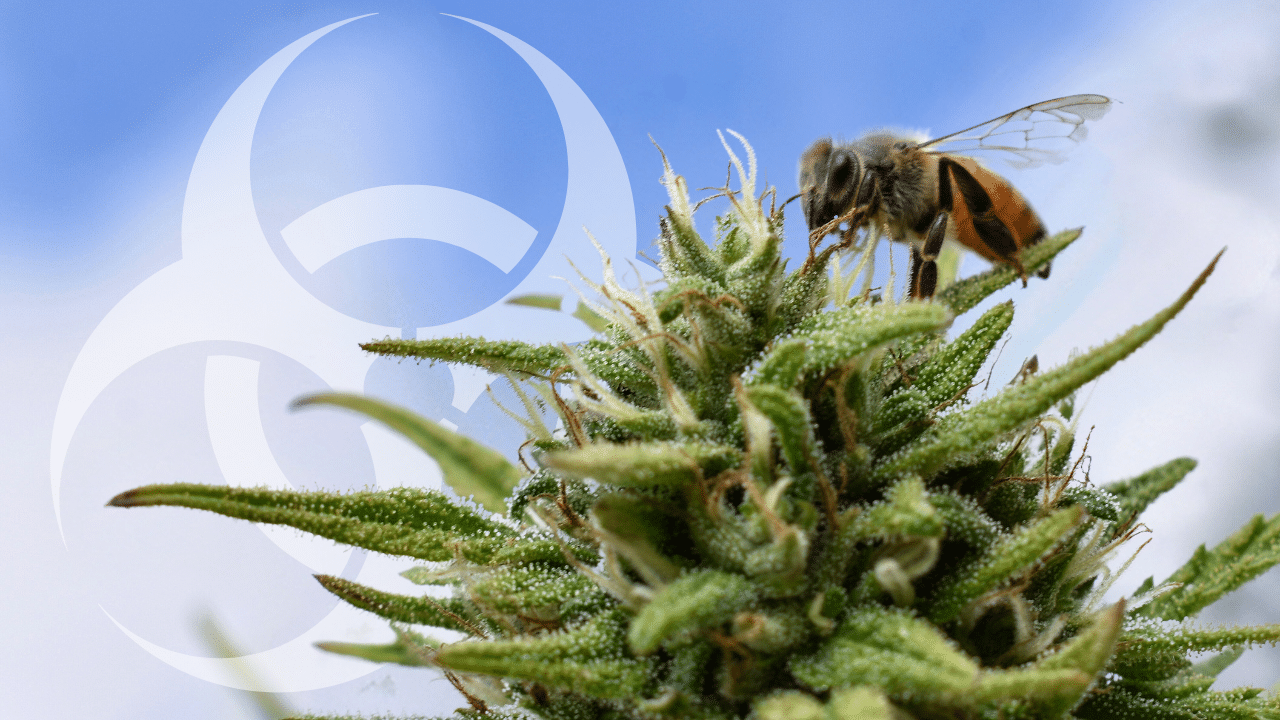 pesticides for cannabis