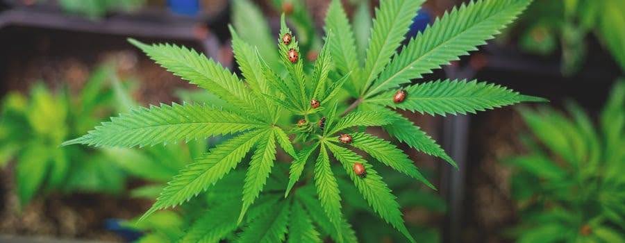 pesticides for cannabis
