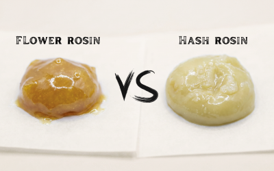 Flower Rosin vs. Hash Rosin: Differences, Temperature, and Which Is Better