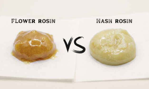 Flower Rosin vs. Hash Rosin: Differences, Temperature, and Which Is Better