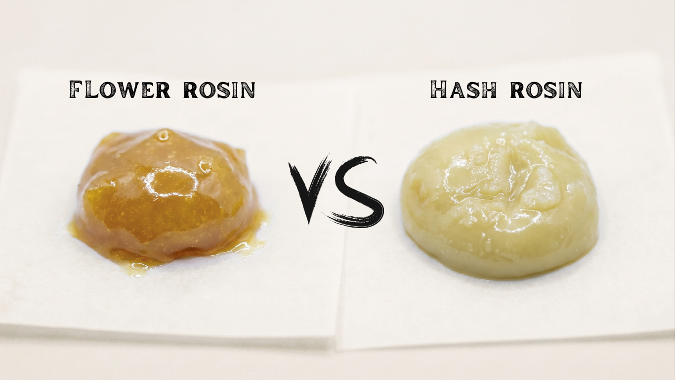 Flower Rosin Versus Hash Rosin