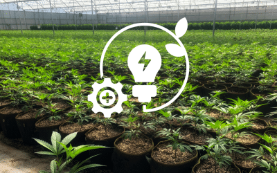 Energy Management Best Practices for Cannabis Greenhouses & Warehouses