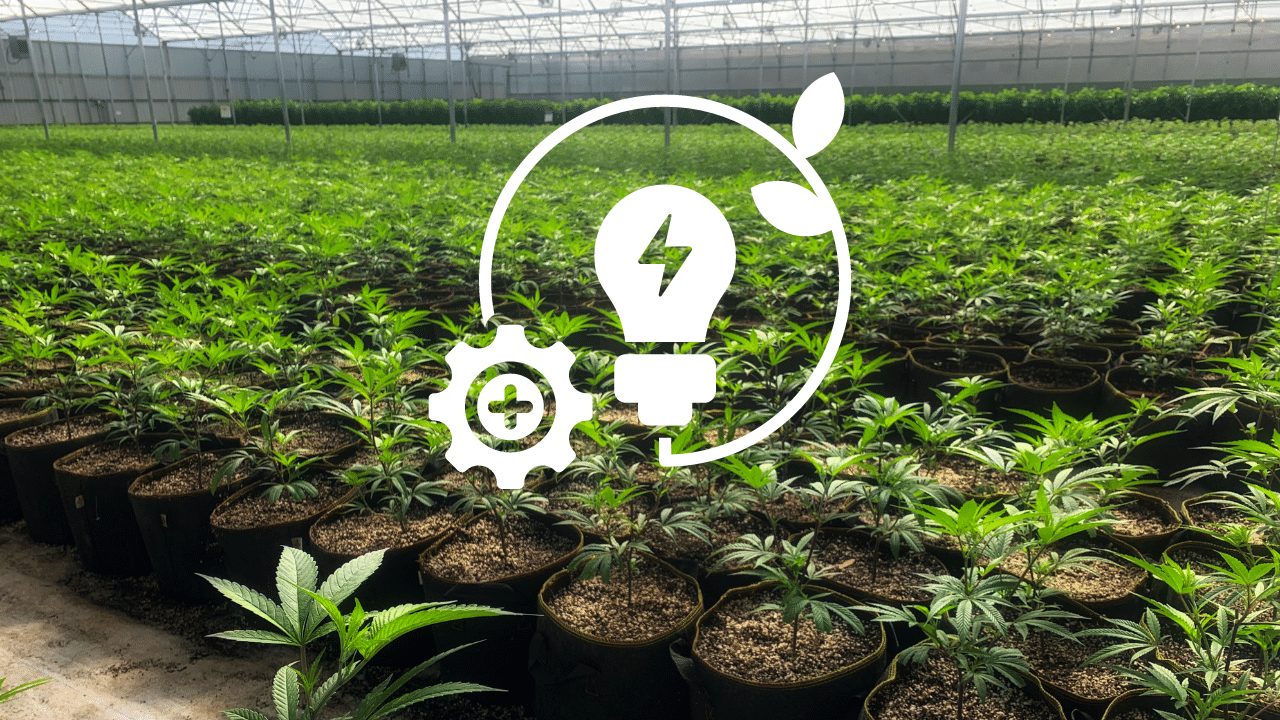 energy management for cannabis