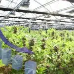 Transformative SMARRT Approach to Reduce Energy Costs for Cannabis Cultivators