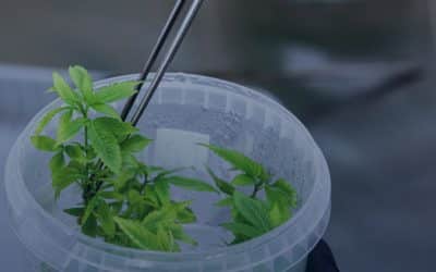 Conception Nurseries Publishes White Paper Detailing Industry Saving Methods for Using Tissue Culture to Prevent Diseases in Cannabis Cultivation