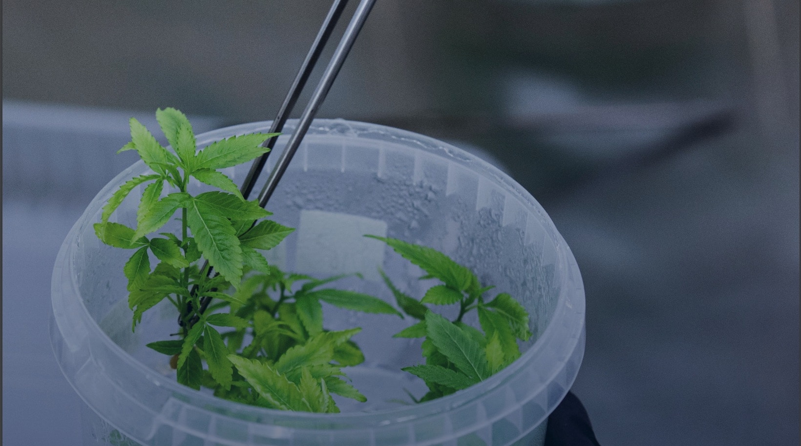 Tissue Culture