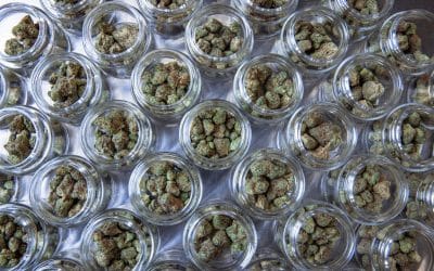 The War on Drugs and Its Repercussions: A New Era for Cannabis Justice