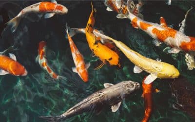 Aquaponic Cannabis: A Sustainable Solution for A Growing Industry
