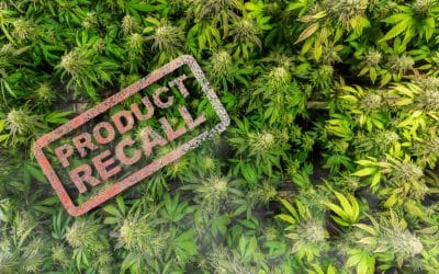 A Need For Sustainability in the Cannabis Industry