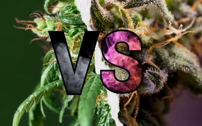 Marijuana’s War on Hemp-Derived Cannabinoids