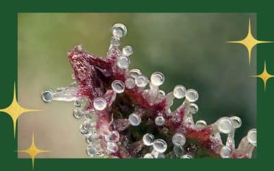 Weed Gifts? The 2024 Cannabis Tech Holiday Gift Guide is Here!