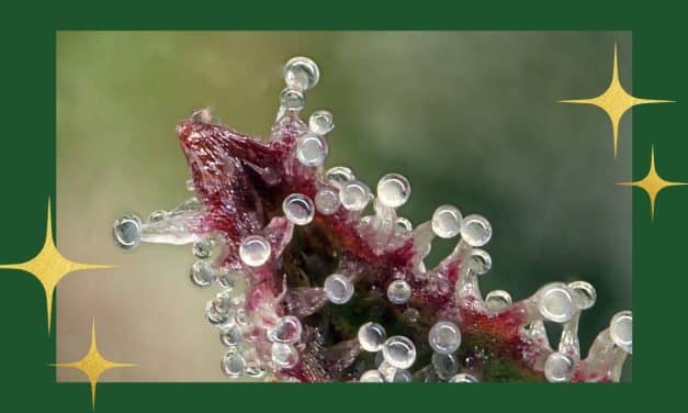 Weed Gifts? The 2024 Cannabis Tech Holiday Gift Guide is Here!