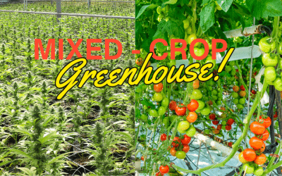 Mixed-Crop Cannabis Greenhouse: Cultivating Sustainability and Profitability