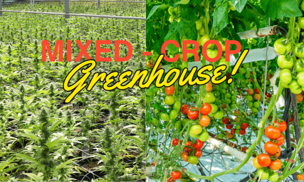 Mixed-Crop Cannabis Greenhouse: Cultivating Sustainability and Profitability