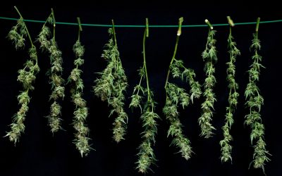 Optimized Drying Solutions For The Cannabis Industry: A Need for Change