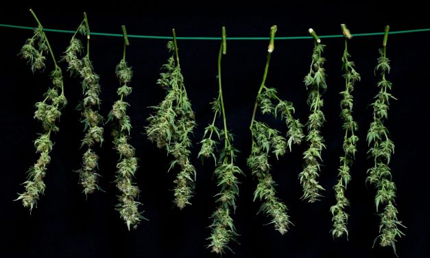 Optimized Drying Solutions For The Cannabis Industry: A Need for Change