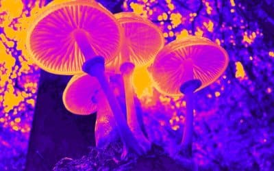 How Microdosing Mushrooms Unlocks Creativity and Focus