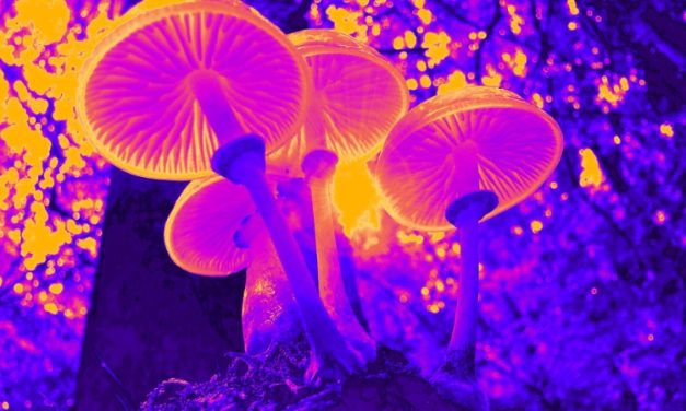 How Microdosing Mushrooms Unlocks Creativity and Focus
