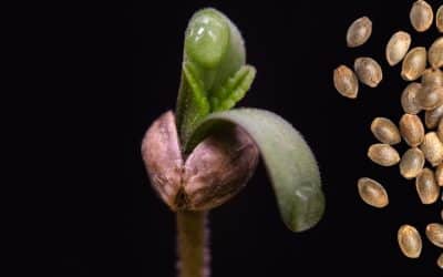 Choosing the Best Cannabis Strains to Grow
