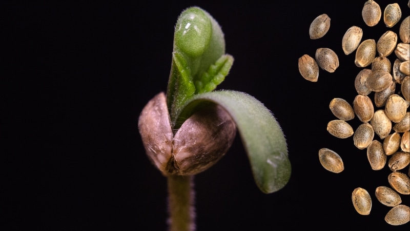 Cannabis Strains
