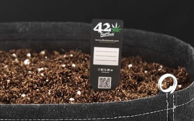 Unlocking the Potential: A Comprehensive Guide to Cannabis Seeds and Their Varieties