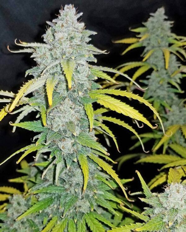Blue Dream Cannabis Strain