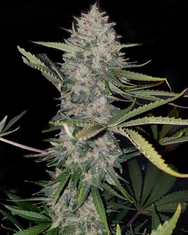 Girl Scout Cookies Cannabis Strain