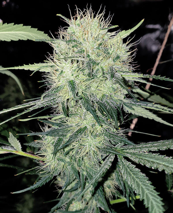 Super Silver Haze