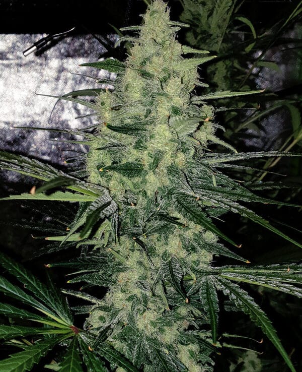 White Widow Cannabis Strain